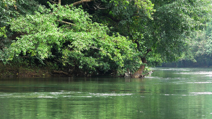 Obraz premium The view of Kallar river from the area of Adavi Eco Tourism, Pathanamthitta, Kerala, India