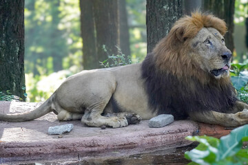 
A magnificent male lion with a striking mane rests in a forest clearing, looking to the side with its mouth slightly ajar.