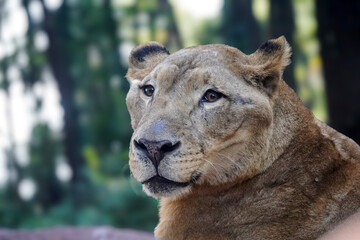 A majestic lioness with amber eyes and a thoughtful expression, set against a soft, green background.