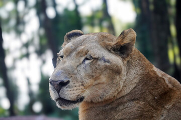A majestic lioness with amber eyes and a thoughtful expression, set against a soft, green background.