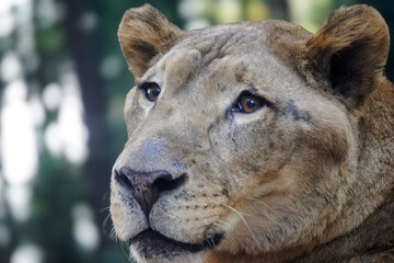 A majestic lioness with amber eyes and a thoughtful expression, set against a soft, green background.