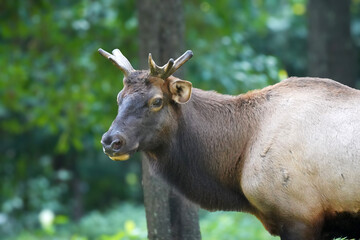 A young elk with velvet antlers looks directly at the camera, its body partially visible against a green, wooded background.