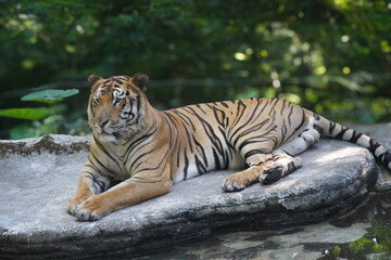 A Bengal Tiger with a calm expression lies on a large gray rock, partially submerged in water, against a lush green forest background.