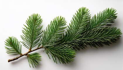 Obraz premium evergreen twig on a clean white backdrop showing vibrant green colorations