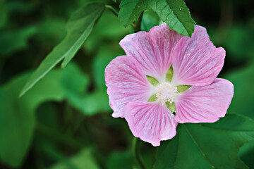 Close up of pink mallow flower in nature.