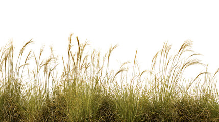 Vibrant field of tall grasses blowing gently isolated on white background
