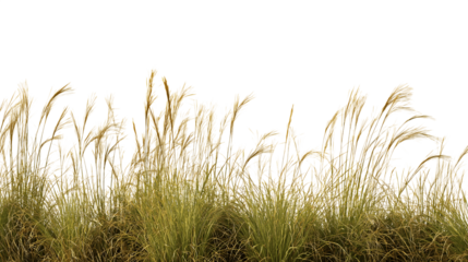 Vibrant field of tall grasses blowing gently isolated on white background