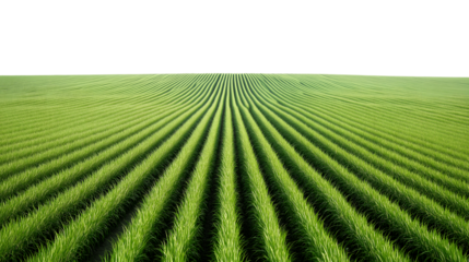  endless expanse of green crops fields stretches out towards the horizon isolated on white background