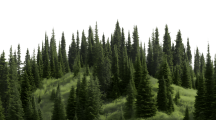 dense forest of tall, green pine trees on grassy hill isolated on white background