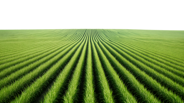  endless expanse of green crops fields stretches out towards the horizon isolated on white background
