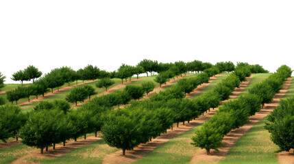 Naklejka premium orchard with rows of green trees on slope isolated on white background
