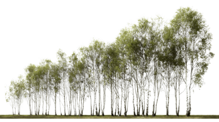 collection of birch trees standing together in row isolated on white background