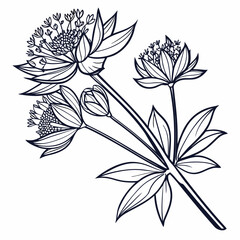 astrantia major roma on white background 