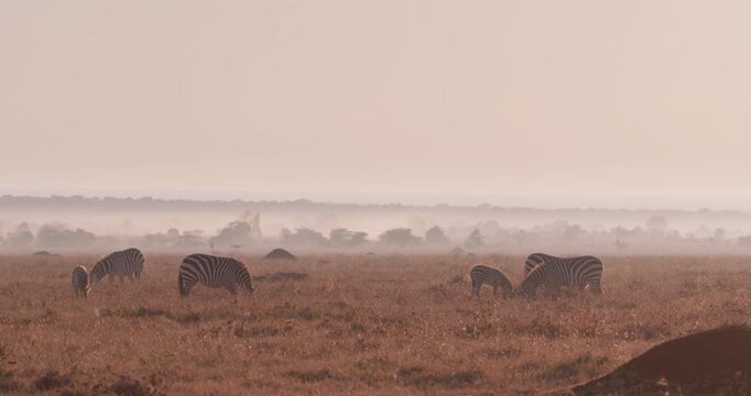 Wide of group of adult and baby Grevy's Zebra (Equus grevyi) grazing during misty sunrise with golden light in dry Savanna in Kenya