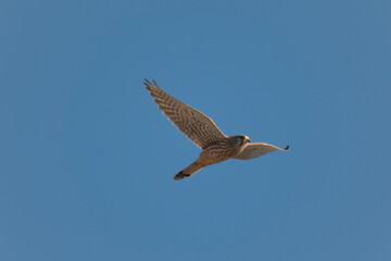 Rapace Faucon Crecerelle falco