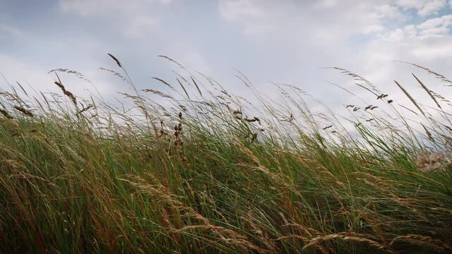 Long grass blowing in the wind slow motion background Stock Footage