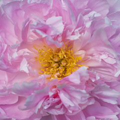 Soft pink peony flower blooms brightly in a garden during spring season