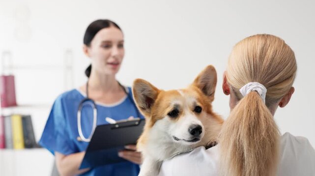 Veterinarian in blue scrubs examines a corgi held by a woman with long blonde hair, in a bright veterinary clinic, showcasing compassionate pet care and professional veterinary services