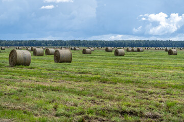 Round Hay Bales on Green Pasture under Blue Cloudy Sky with Forest Horizon &ndash; Rural Farming and Agriculture Scene