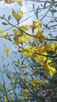 Vertical footage, Bottom-up view of yellow flowers of Spanish broom, Spartium junceum in blue sky background in sunny day