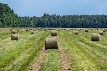 Rows of Round Hay Bales on Green Pasture with Forest Background under Summer Sky &ndash; Rural Agriculture Scene