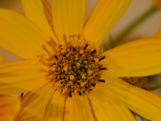 yellow flower macro