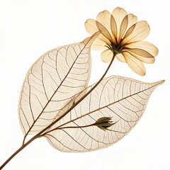 Pressed botanical leaf with dried flower &ndash; vintage herbarium design, skeleton leaf with preserved floral details, natural element for eco-friendly crafts, stationery, and digital scrapbook