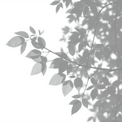 shadow overlay effect. Gray shadow of leaves isolated on white background. 
Plant foliage leaf shadow light effect. Mockup Blurred tree branch shadow. Ideal for summer spring design elements PNG