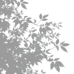 shadow overlay effect. Gray shadow of leaves isolated on white background. 
Plant foliage leaf shadow light effect. Mockup Blurred tree branch shadow. Ideal for summer spring design elements PNG