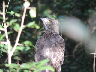 Beautiful Birds in Sri Lankan National Parks. 