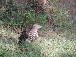 Beautiful Birds in Sri Lankan National Parks. 