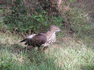 Beautiful Birds in Sri Lankan National Parks. 