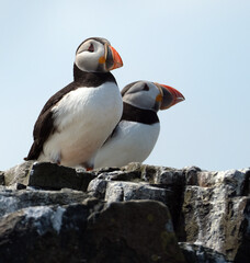 Puffins are any of three species of small alcids in the bird genus Fratercula. These are pelagic...