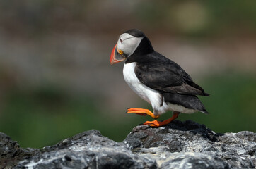 Puffins are any of three species of small alcids in the bird genus Fratercula. These are pelagic seabirds that feed primarily by diving in the water. They breed in large colonies on coastal cliffs.r
