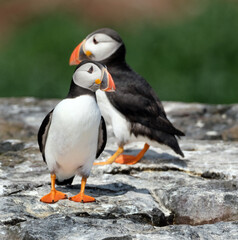 Naklejka premium Puffins are any of three species of small alcids in the bird genus Fratercula. These are pelagic seabirds that feed primarily by diving in the water. They breed in large colonies on coastal cliffs.r