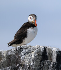 Fototapeta premium Puffins are any of three species of small alcids in the bird genus Fratercula. These are pelagic seabirds that feed primarily by diving in the water. They breed in large colonies on coastal cliffs.r