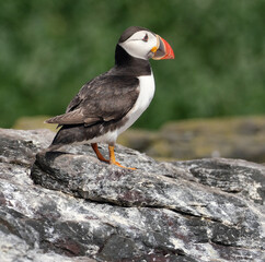 Puffins are any of three species of small alcids in the bird genus Fratercula. These are pelagic seabirds that feed primarily by diving in the water. They breed in large colonies on coastal cliffs.r