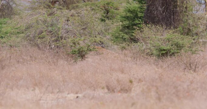 Extreme wide pan of a cheetah (Acinonyx jubatus) tracking prey and stopping to scan the savanna in kenya 