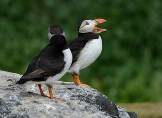 Puffins are any of three species of small alcids in the bird genus Fratercula. These are pelagic seabirds that feed primarily by diving in the water. They breed in large colonies on coastal cliffs.r