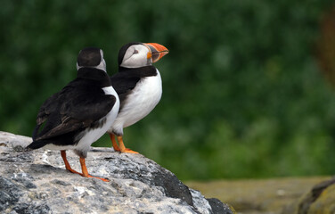Puffins are any of three species of small alcids in the bird genus Fratercula. These are pelagic seabirds that feed primarily by diving in the water. They breed in large colonies on coastal cliffs.r