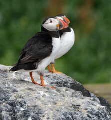 Fototapeta premium Puffins are any of three species of small alcids in the bird genus Fratercula. These are pelagic seabirds that feed primarily by diving in the water. They breed in large colonies on coastal cliffs.r