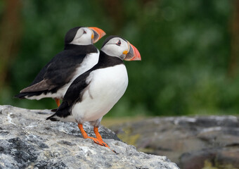 Puffins are any of three species of small alcids in the bird genus Fratercula. These are pelagic...