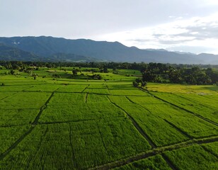 Obraz premium Aerial view of green rice paddy fields and mountains