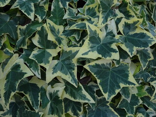 斑入りアイビーの葉のテクスチャ