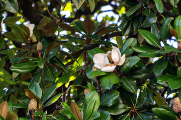 Krowa  © wedrownik52