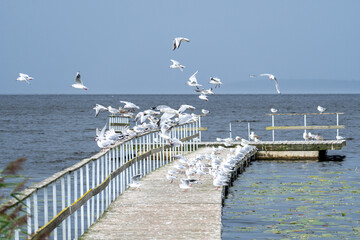Flock of Seagulls Taking Flight from Pier Over the Sea – Dynamic Coastal Wildlife Scene