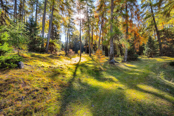 Fabulous woodland in autumn forest in Alps with majestic yellow trees under sunlit.
