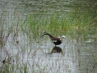 Beautiful Birds in Sri Lankan National Parks. 