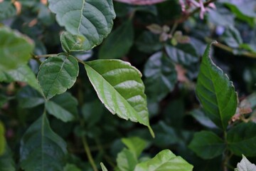 green leaves in the forest