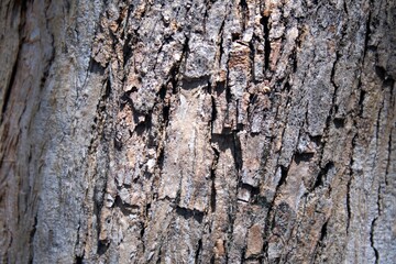 bark of a tree